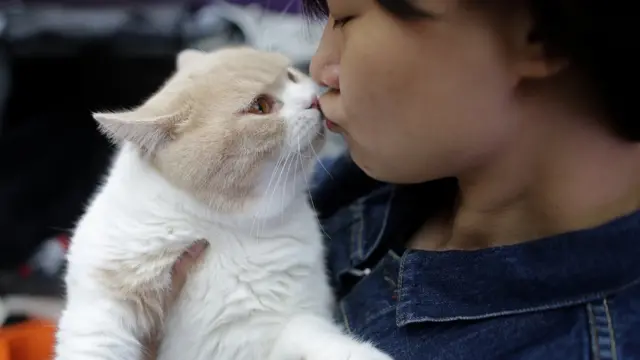 ผลวิเคราะห์เชื้อจากตัวอย่างน้ำลายของนักศึกษาชาวอเมริกัน 1,300 คนชี้ว่า ผู้ที่ติดเชื้อปรสิตจากแมวมีแนวโน้มจะเลือกเรียนในสาขาการบริหารธุรกิจมากกว่าผู้อื่น 1.4 เท่า