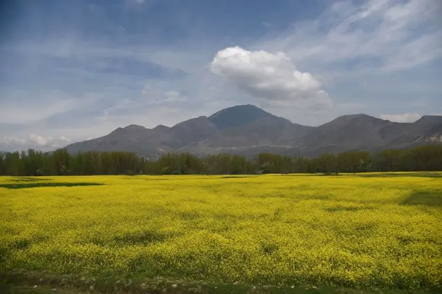 सरसों के खेत