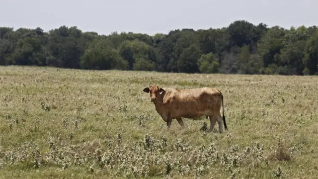 စားကျက်မြေ