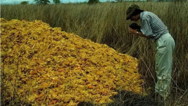 Los desechos de naranja se descompusieron gracias al trabajo de las larvas de moscas, los hongos y los microbios.