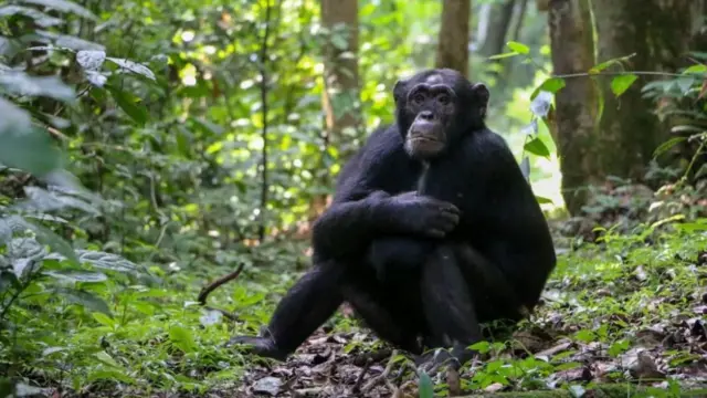 шимпанза у шуми