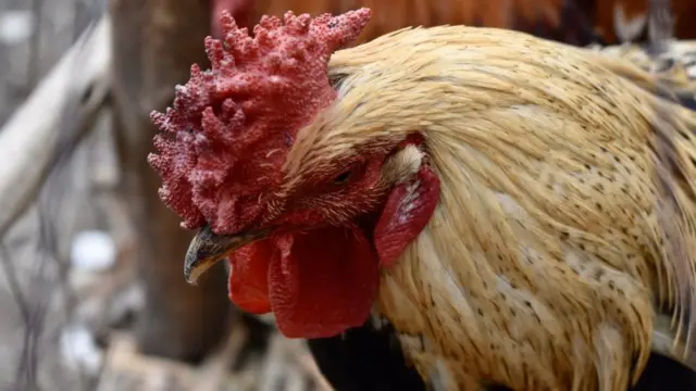 ለበዓል ገበያ የቀረበ ዶሮ