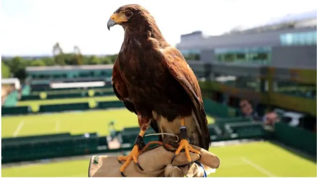 На Уимблдоне ястребы отгоняют от кортов голубей и других птиц, которые могли помешать игрокам