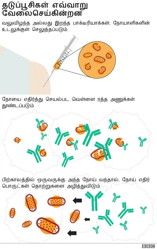 தடுப்பூசிகள்