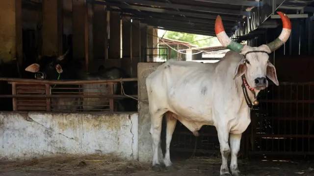 মুম্বাই শহরের কাছে একটি গোশালায় এই গরুটি কসাইখানায় জবাই থেকে রক্ষা পেয়েছে।