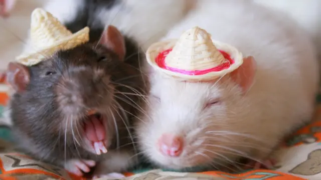 Les rats ont des dents qui poussent continuellement et la morsure la plus efficace de tous les rongeurs