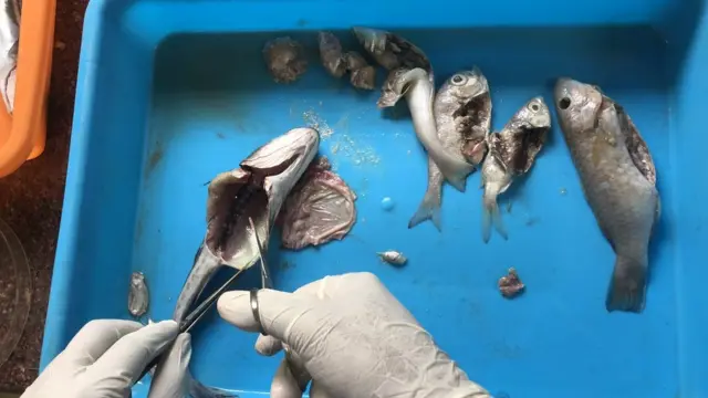 மன்னார் வளைகுடா