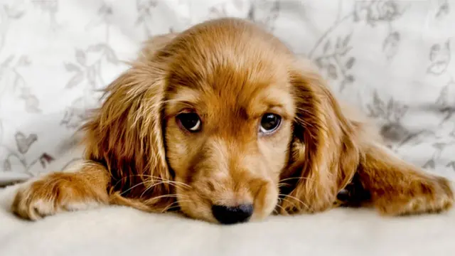 குறைத்த நாய்கள் - கோப்புப் படம்