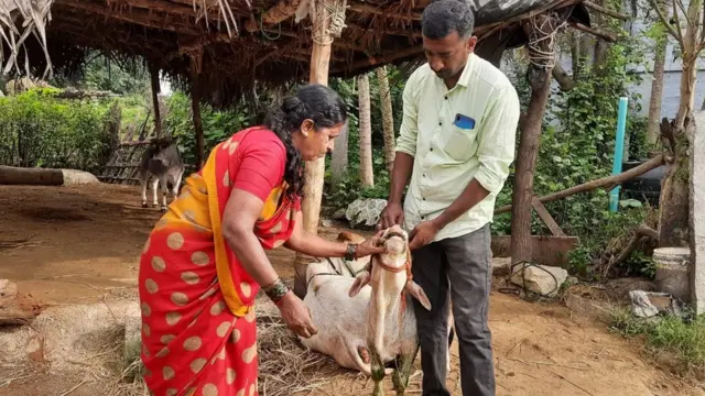 పుంగనూరు ఆవులు పొట్టి, ముద్దుగా చూడగానే ఆకర్షిస్తాయి