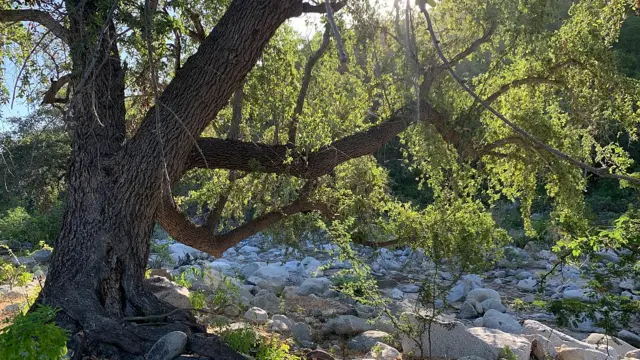 Encino arroyero a orillas de un arroyo en la Sierra La Laguna