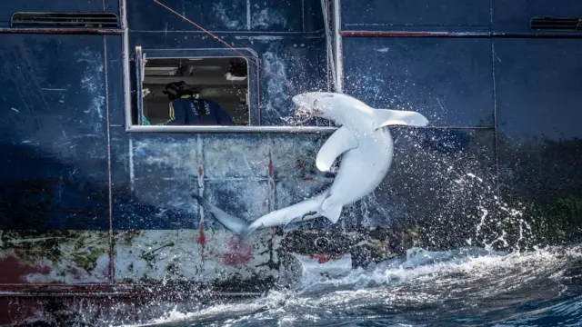 Tubarão-cinzento com corpo arqueado após ser fisgado por um barco de pesca azul