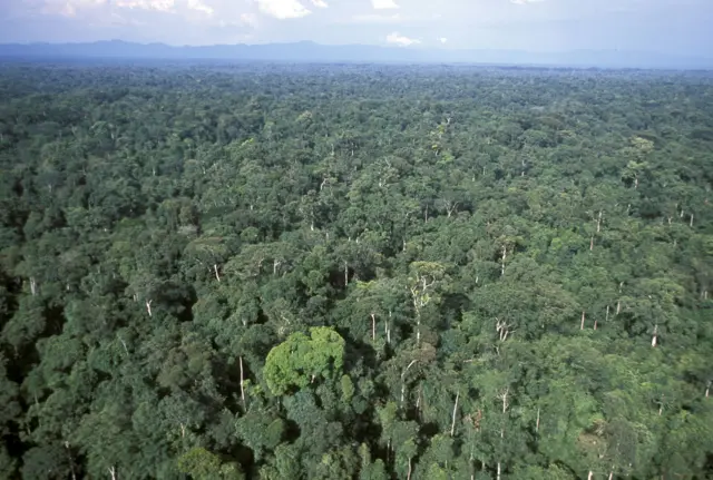 Vista aérea de floresta no Gabão.