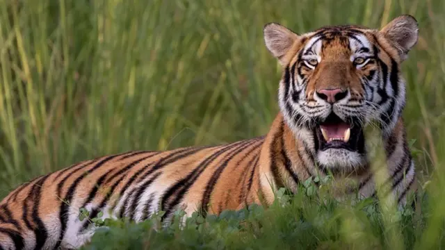 બીબીસી ગુજરાતી નરેન્દ્ર મોદી જામનગર વનતારા સુપ્રીમ કોર્ટ એસઆઈટી પ્રાણી સંગ્રહાલય મુકેશ અંબાણી અનંત અંબાણી હાથી વાઘ