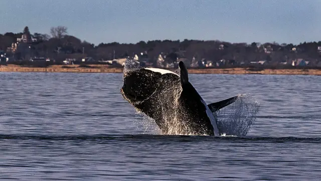 미국 코드 곶 해안의 북대서양긴수염고래