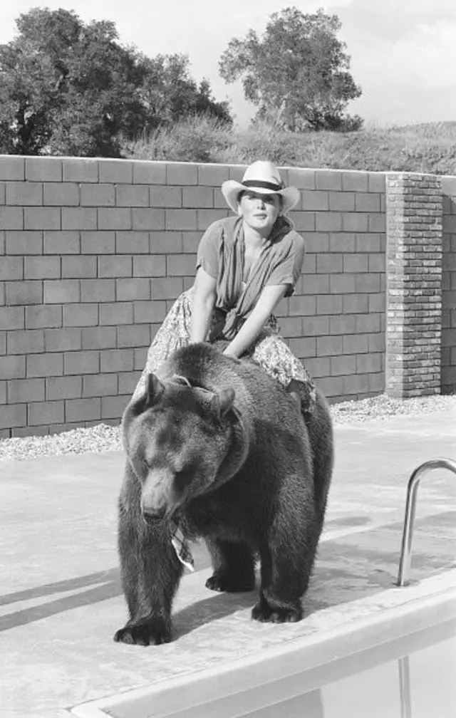 Bear