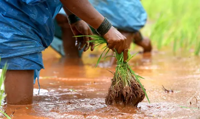 அரிசி விலை உயர்வு, தமிழ்நாடு