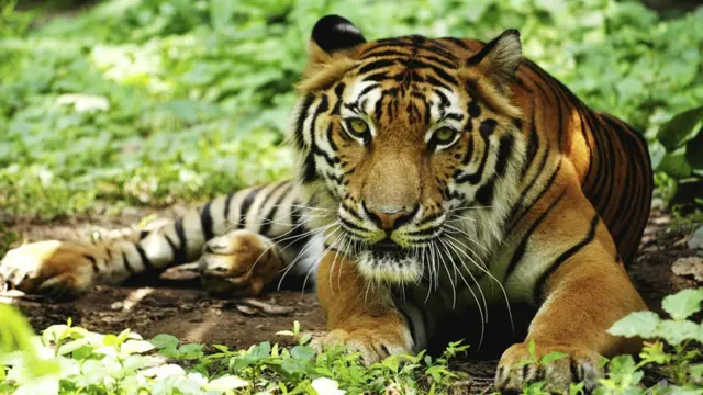 ඉන්දියාවේ ජාතික සත්වයා - බෙංගාල ව්යාඝ්රයා