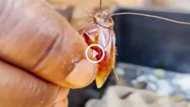 Nwoke na-azụ ọchịcha