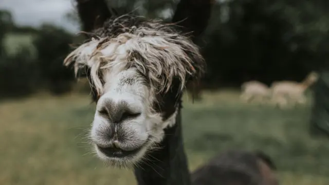 Llama negra