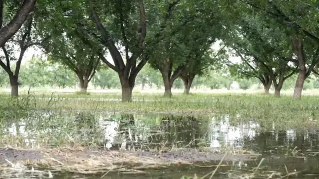 परंपरागत रूप से, मेक्सिकन किसान अपने खेतों में सिंचाई के लिए नहर का पानी भरते रहे हैं