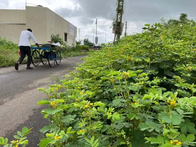 દેશી કુવાડીયો નુકસાનકારક કેમ, વિદેશી પ્રજાતિ કુંવાડિયાને કેવી રીતે કાઢવો, રાજકોટ અને ગીરનાર સૌરાષ્ટ્રમાં ખેડૂતો પશુપાલકો અને માલધારીઓમાં ચિંતા, Senna tora Senna uniflora, બીબીસી ગુજરાતી કૃષિ સમાચાર