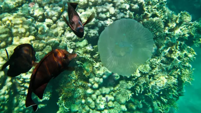 Червоне море