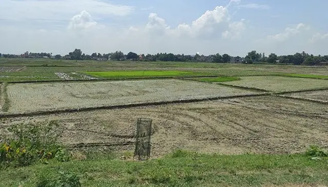 समयमा वर्षा नभएका कारण सप्तरीको कञ्चनरूप नगरपालिकाको कञ्चनपुरमा सुक्खा देखिएको धानखेती