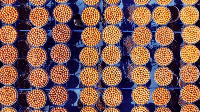 Cestas de caqui en los techos.