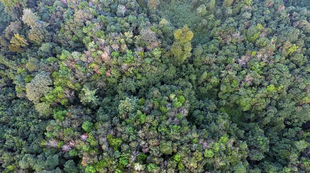 Người Orang Rimba cải sang đạo Hồi