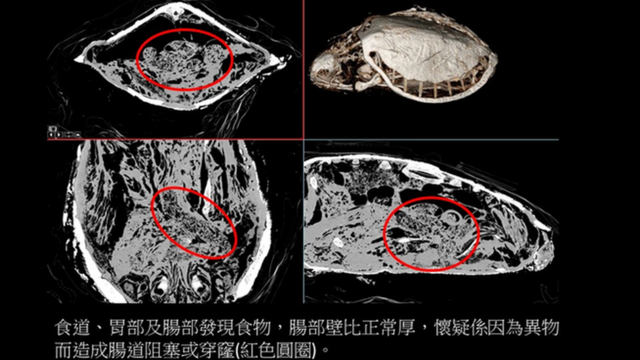 影像解剖显示其中一只海龟肠道疑因异物出现问题。