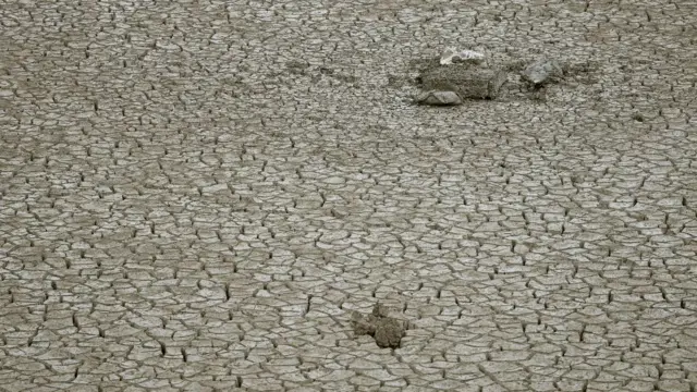 Uyda tukli mushuklar