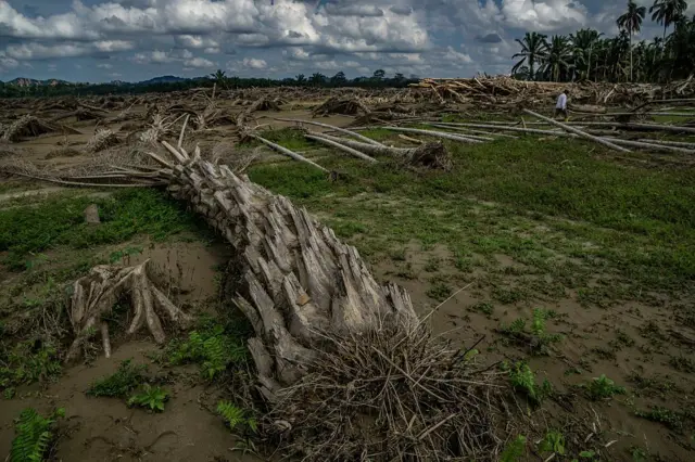 Kawasan Leuser