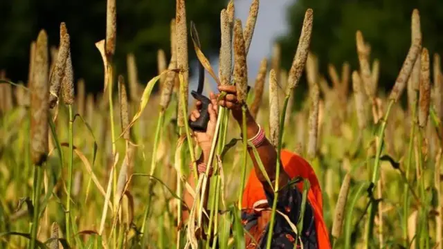 ਬਾਜਰਾ