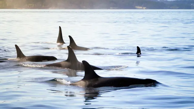 Orcas