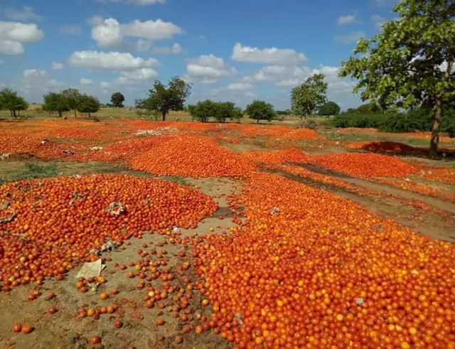 గిట్టుబాటు ధర లేకపోవడంతో, రోడ్డుపై పారవేసిన టమోటా