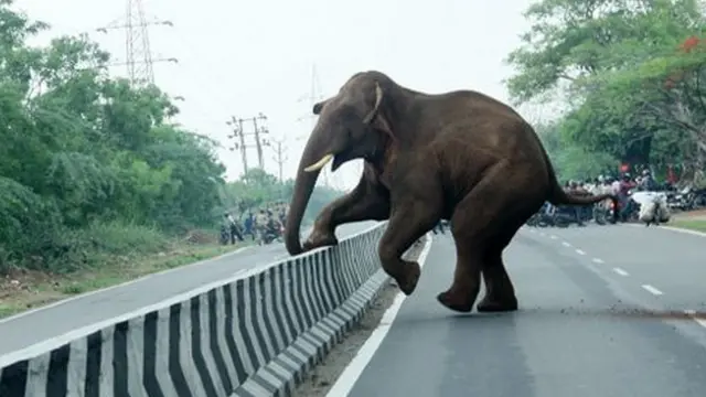 மதுக்கரை மகாராஜ் யானை