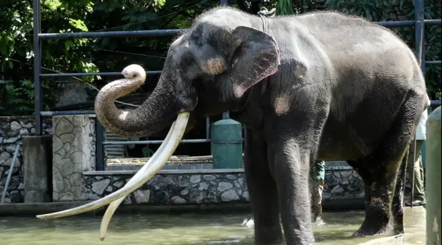 இலங்கை யானை முத்துராசா