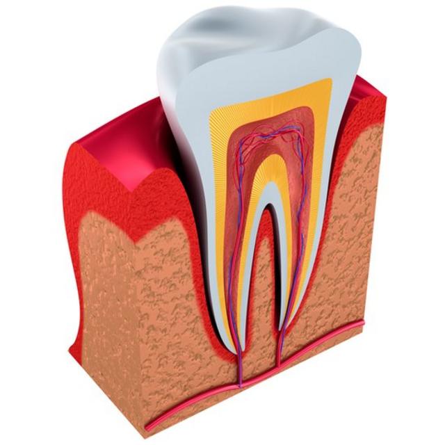 Ilustración de las partes del diente