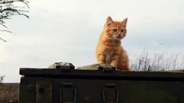 Кіт