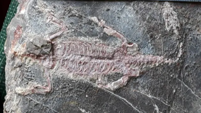 မြန်မာနိုင်ငံမှာ ပထမဆုံးတွေ့ရတဲ့ ကျောရိုးရှိ ပင်လယ်နေ တွားသွား သတ္တဝါ ကျောက်ဖြစ် ရုပ်ကြွင်း