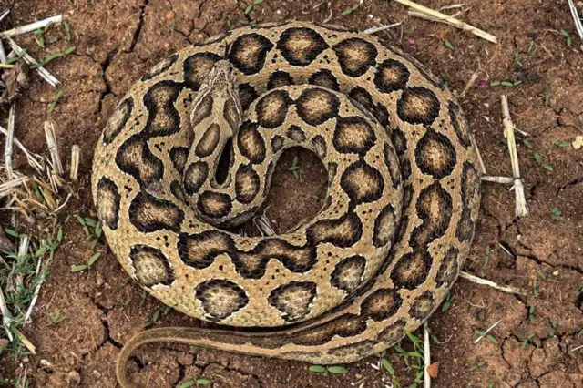 రసెల్ వైపర్