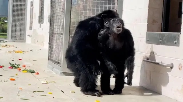 भनिला र शेक 