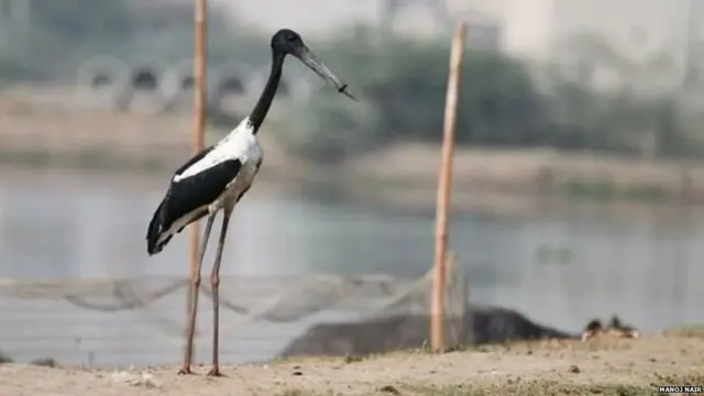 प्लास्टिक रिंग