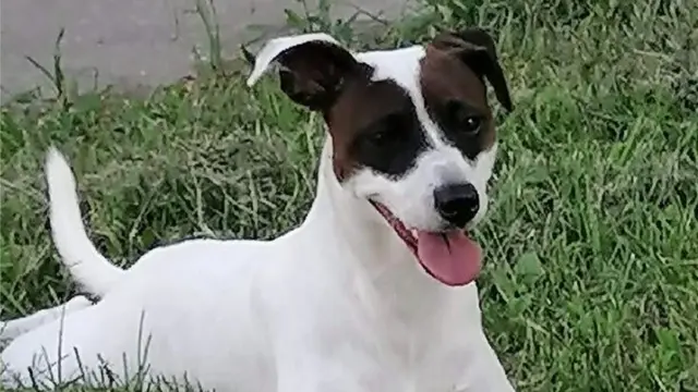 Snupi je rase džek rasel i vrlo je živahan po prirodi