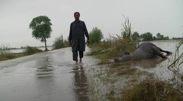 سیلاب، وسطی پنجاب، راوی، چناب