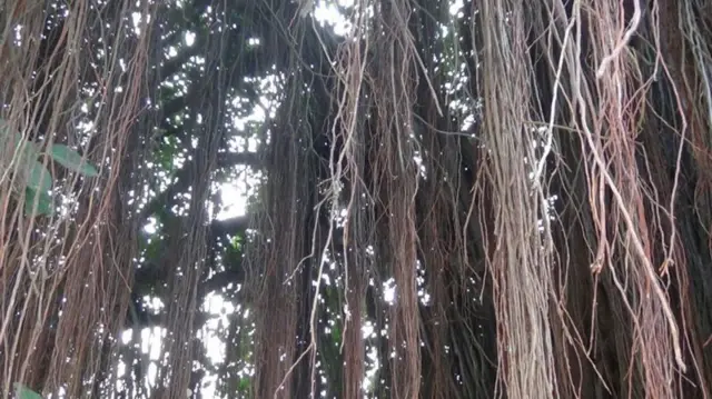 చెట్లకు పింఛన్