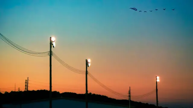 অতি আলোতে পাখিরা বিভ্রান্ত হয়।