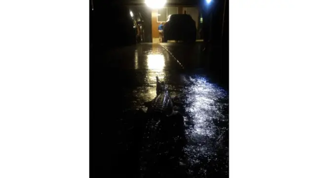 Evin girişinde timsah