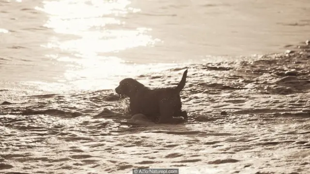 Bəzi itlər sahibləri öləndən az müddət sonra ölürlər