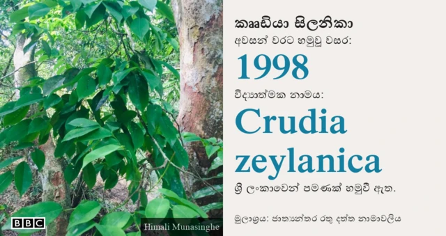 කෲඩියා සිලනිකා